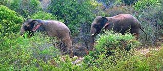 elephants at Athoor dam